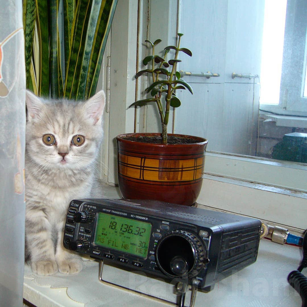 Кот с трансивером
